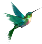 HummingbirdFlight