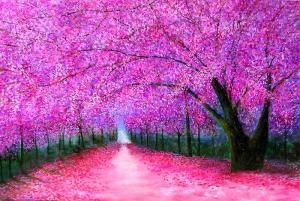 cherry-blossoms-lane-marie-line-vasseur