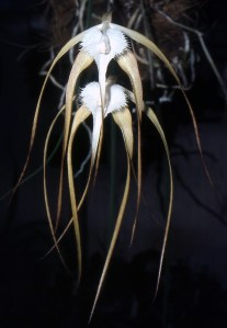 Brassavola_cucullata_Orchi_001