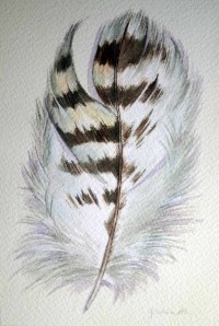 red tailed hawk feather